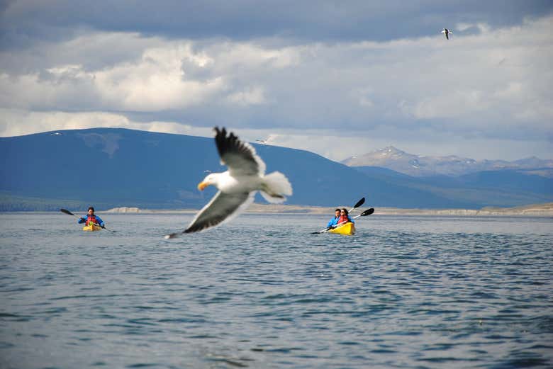 A kayaking route through the Beagle Channel