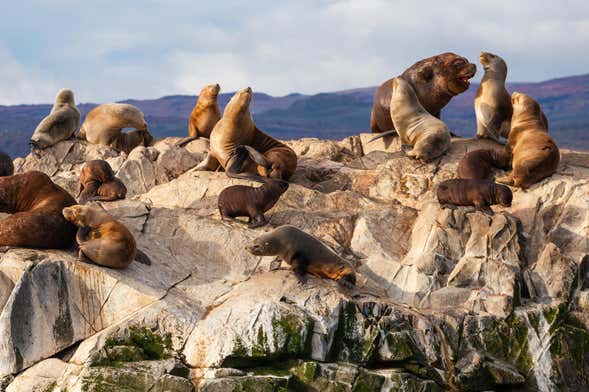 Beagle Channel Kayak Tour with Sea Lion Watching