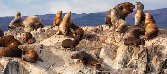 Tour en kayak por el Canal Beagle con avistamiento de lobos marinos