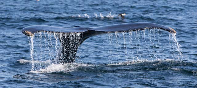 Avistamiento de ballenas en el estrecho de Magallanes