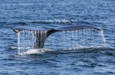 Avistamiento de ballenas en el estrecho de Magallanes