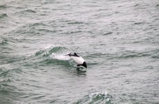 Avistamiento de delfines en el estrecho de Magallanes