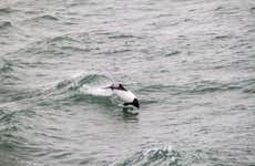 Avistamiento de delfines en el estrecho de Magallanes