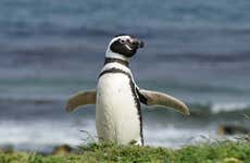 Excursión a la isla Magdalena