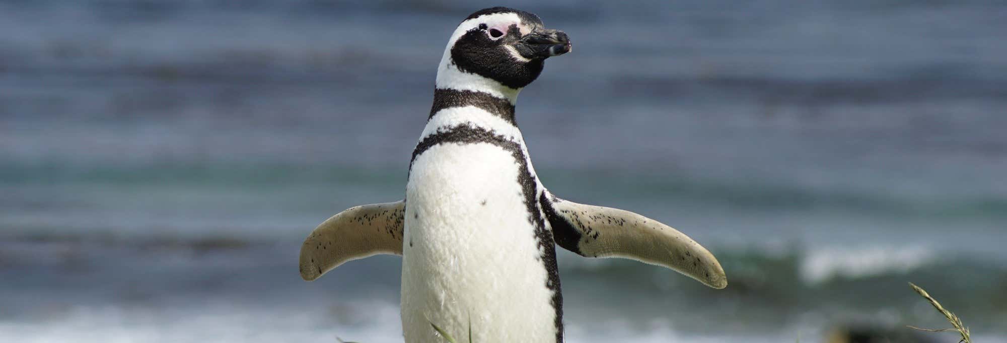 Excursiones de un día en Punta Arenas