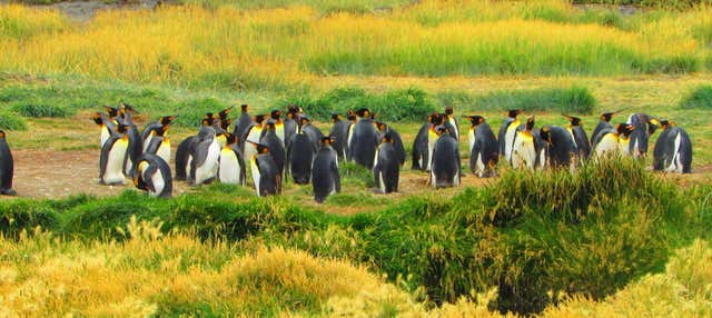 Excursão à ilha Terra do Fogo