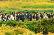 Excursión a la isla Tierra del Fuego