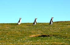 punta arenas free tour Magdalena and Marta Islands Speedboat Trip