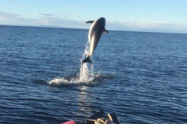 Delfín en la Patagonia chilena
