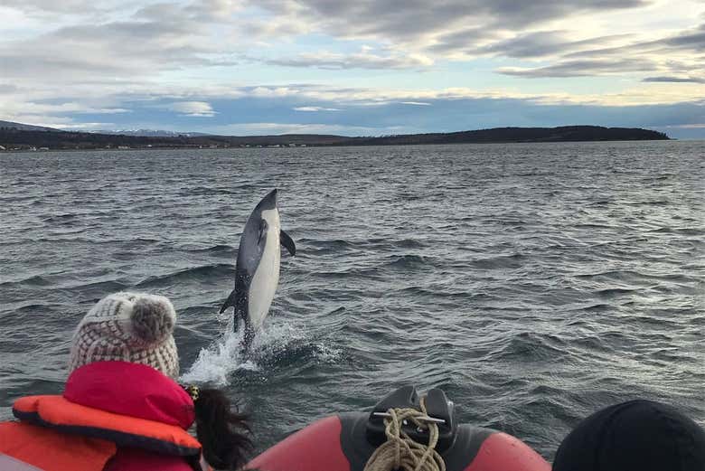 Avistando las acrobacias de los delfines