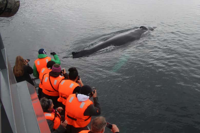 Durante el avistamiento de ballenas