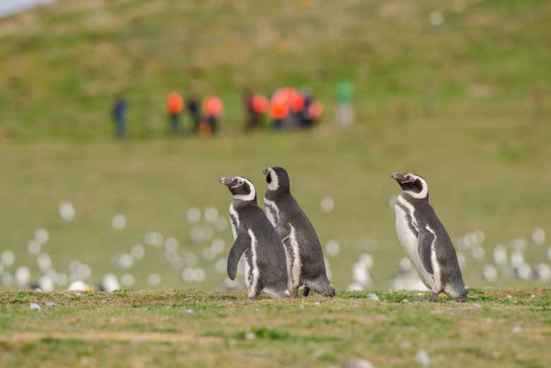 Magellanic Penguins