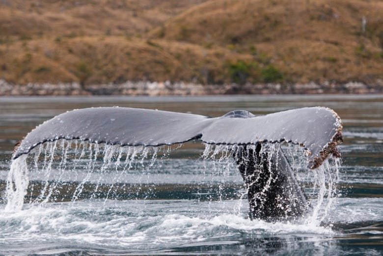 Avvistamento di balene sullo stretto di Magellano