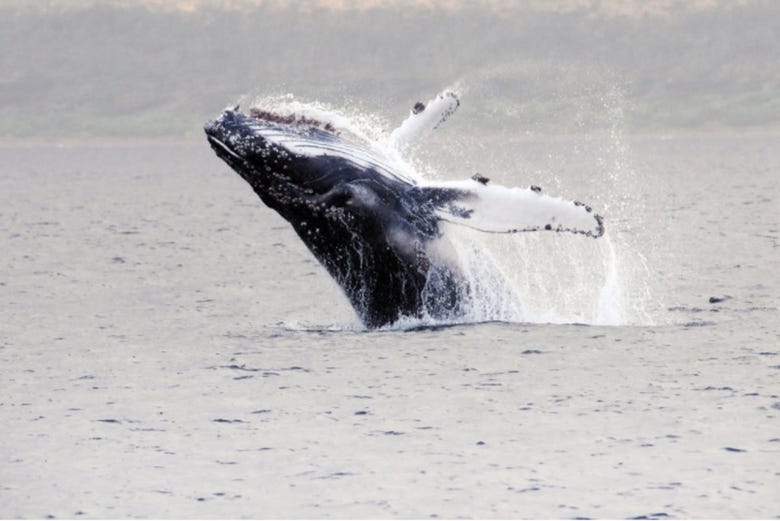Balene della Patagonia