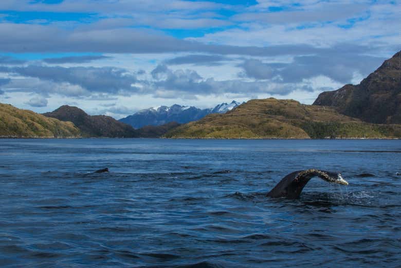 Tour de avistamiento de ballenas en Chile