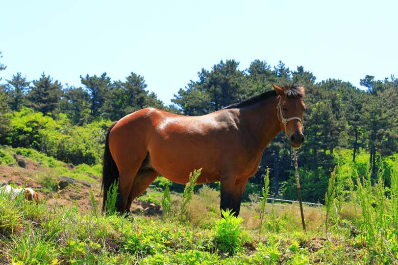 Un caballo pastando en una zona de vegetación
