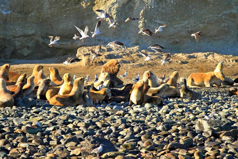 Sea lions on Marta Island