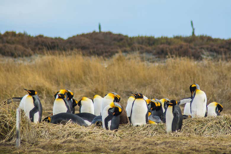 Colonia de pingüinos