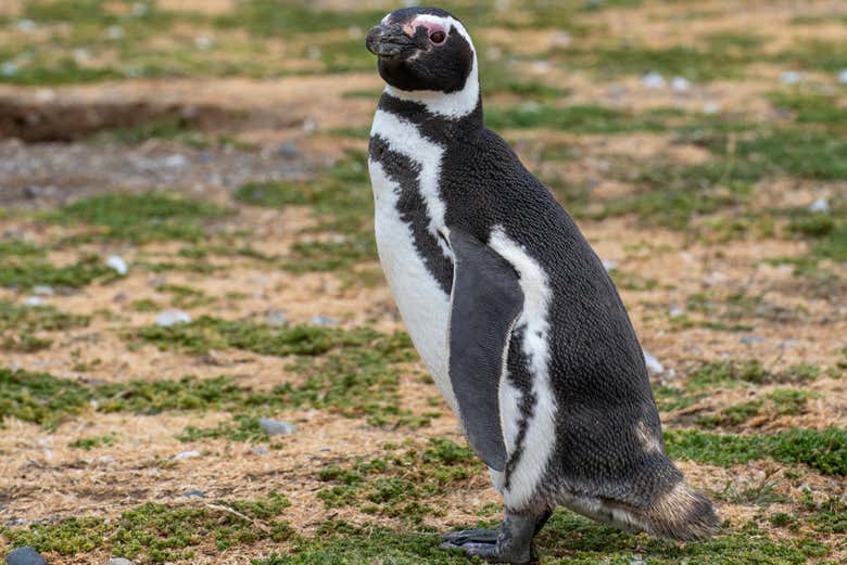 Un ejemplar del famoso pingüino de Magallanes
