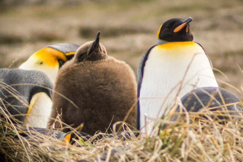 Cría de pingüino