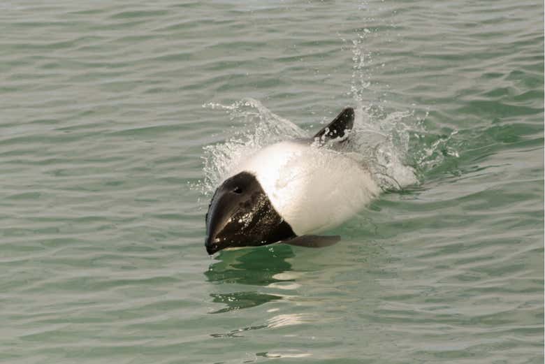 A Patagonian Dolphin