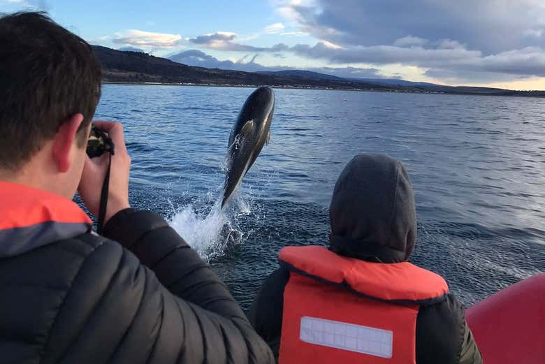 Fotografiando el salto de un delfín