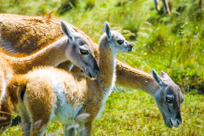 Guanacos