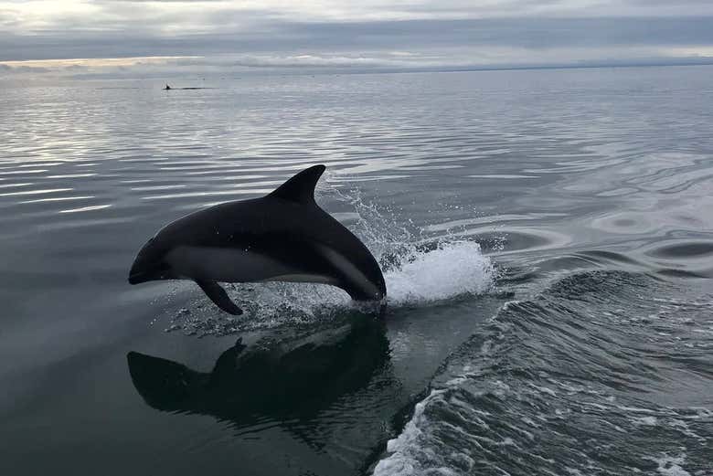 Contemplando el nado de los delfines