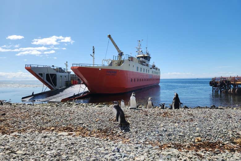 Los pingüinos nos esperan en la isla Magdalena