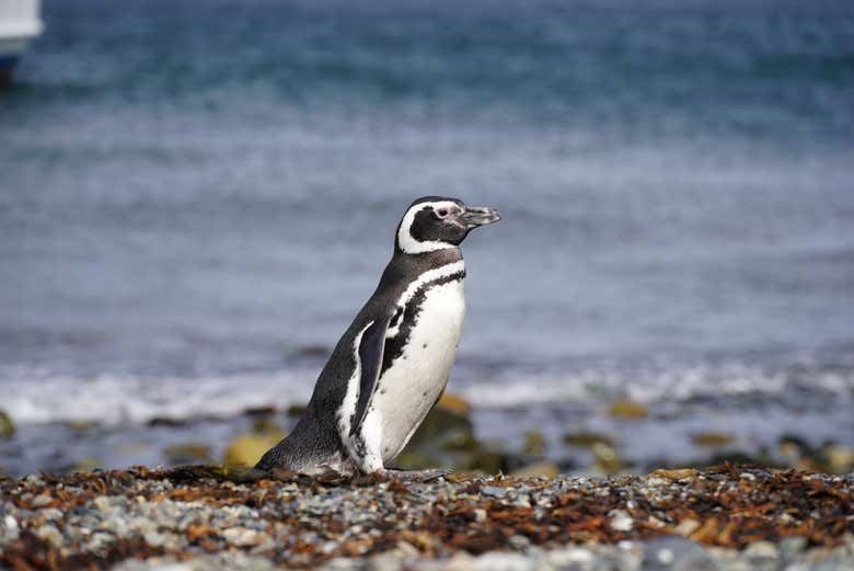Un pingüino de Magallanes en la isla Magdalena