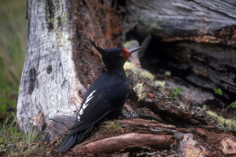 Pájaro carpintero