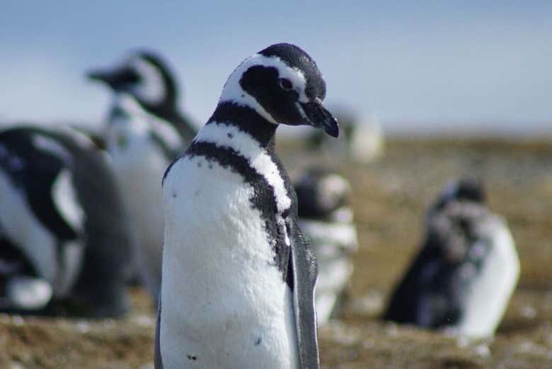 Un pingüino de Magallanes en la isla Magdalena