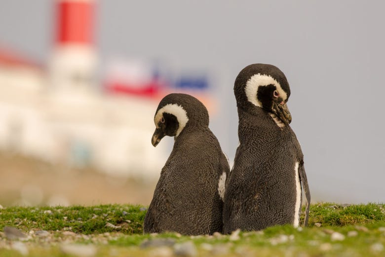Coppia di pinguini di Magellano