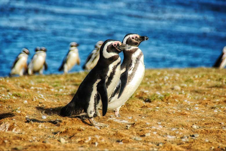 Una pareja de pingüinos