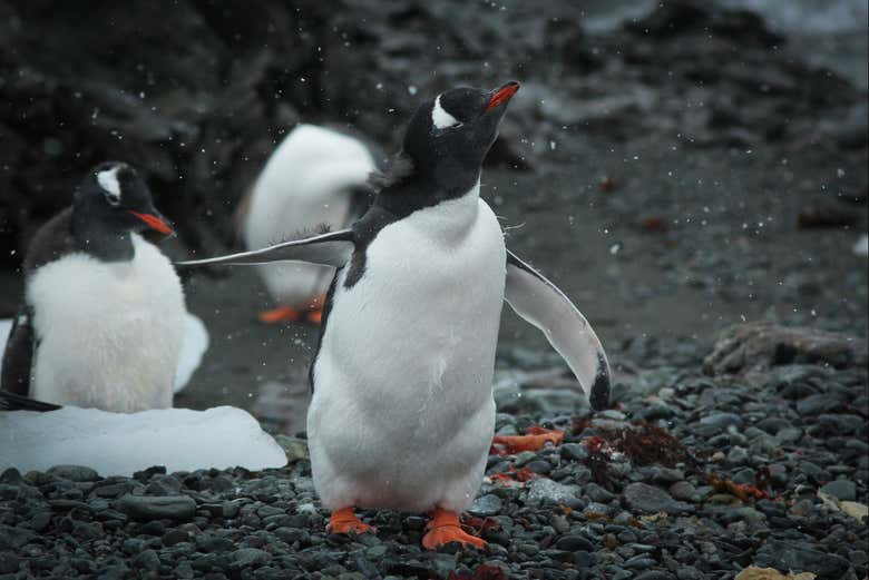 Un pingüino en la isla Rey Jorge