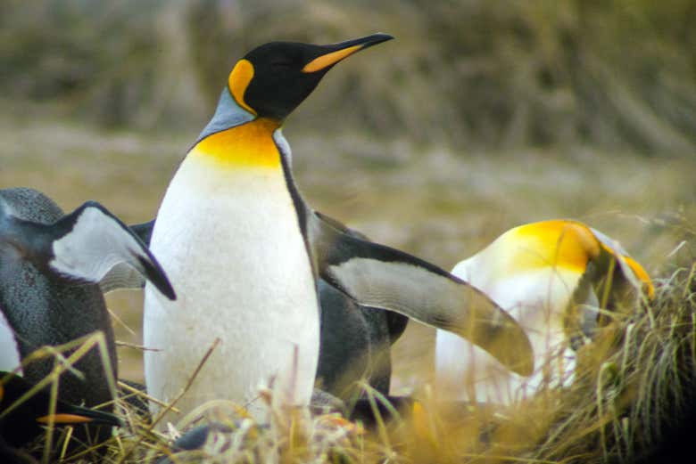 Pingüinos Rey