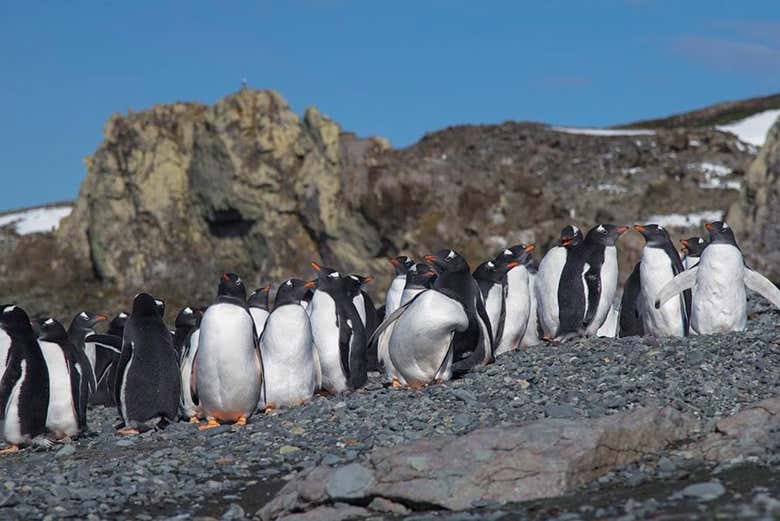 Una colonia de pingüinos en la Antártida