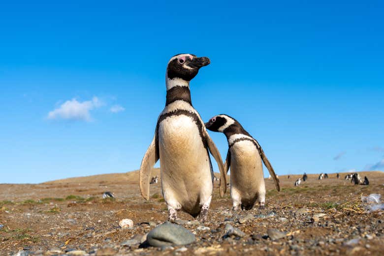 Dos simpáticos pingüinos caminando por isla Magdalena