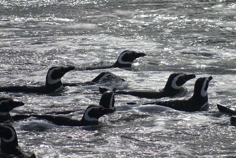 Podremos ver pingüinos de Magallanes