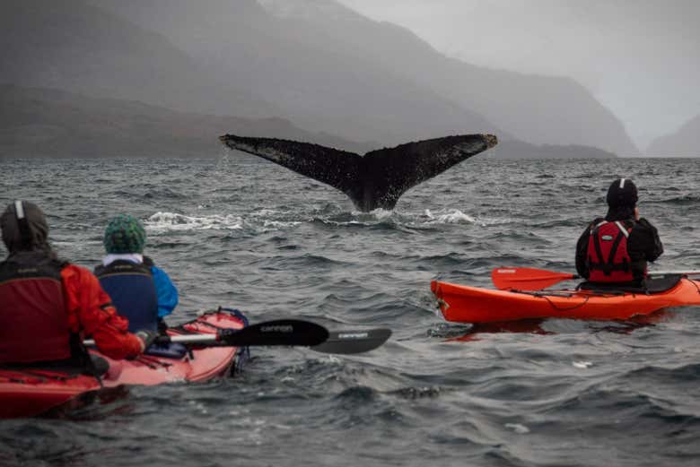 Podremos ver ballenas jorobadas desde los kayaks