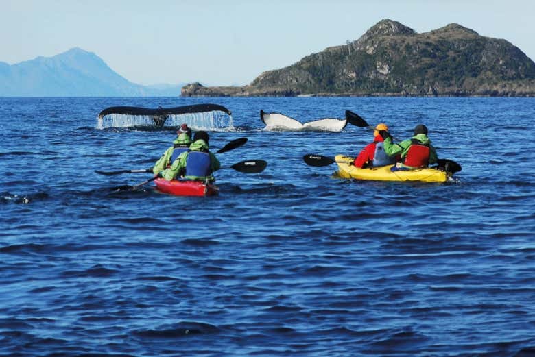 Contemplando a las ballenas desde el kayak