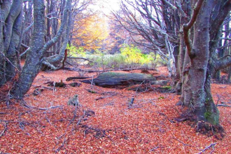 La reserva en otoño