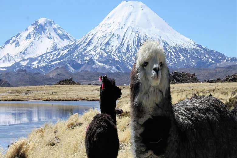 Alpacas at the foot of the volcanoes