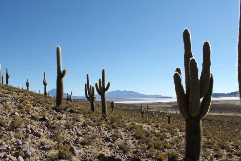 Cactus de l'altiplano chilien