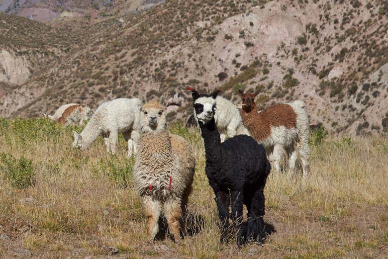 Fauna andina de General Lagos
