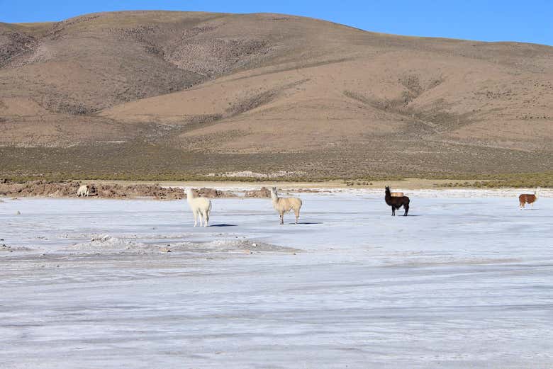 Lhamas no salar de Surire
