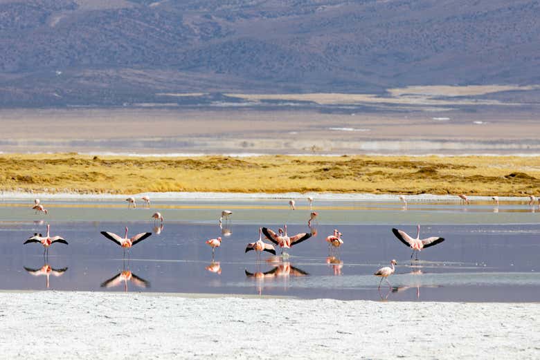 Flamants roses dans le Salar de Surire