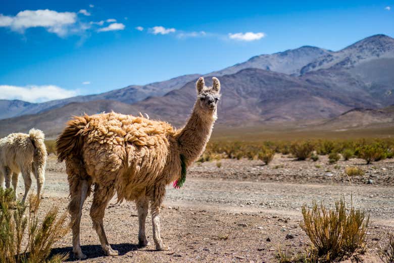 Llama andina en el norte de Chile