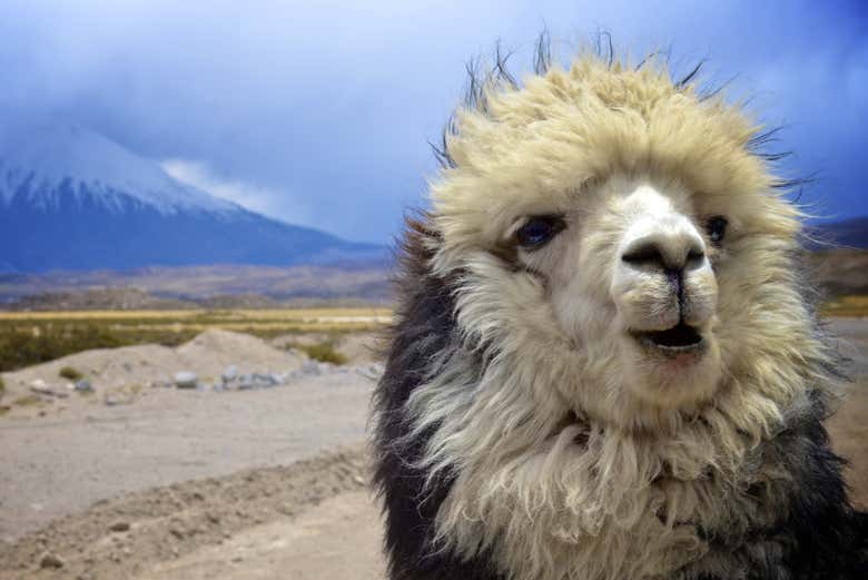 Lama des Andes dans les environs de Parinacota