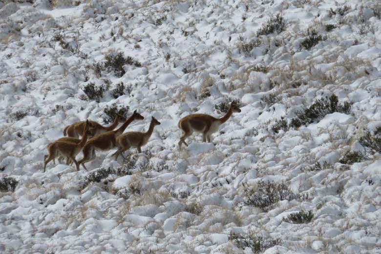 Troupeau de vigognes dans le salar de Surire